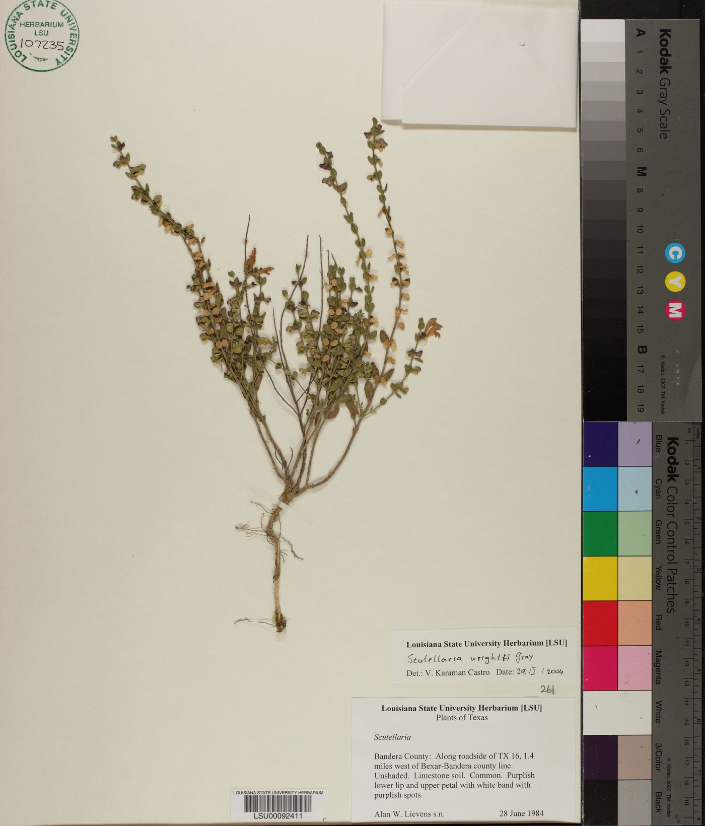 Scutellaria wrightii image