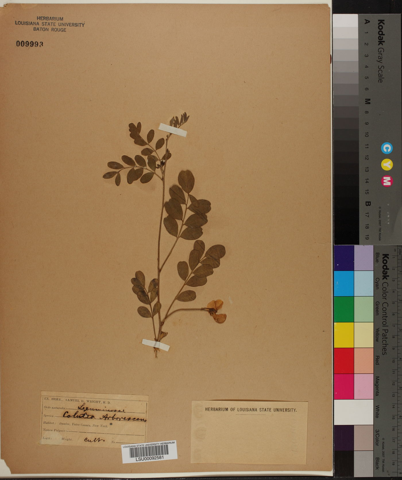 Colutea arborescens image