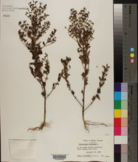 Trichostema dichotomum image