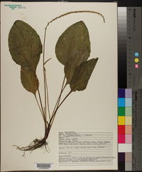 Plantago rugelii image