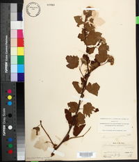 Physocarpus opulifolius image