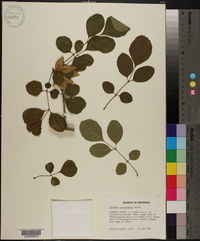 Fraxinus caroliniana image