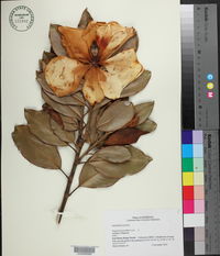 Magnolia grandiflora image