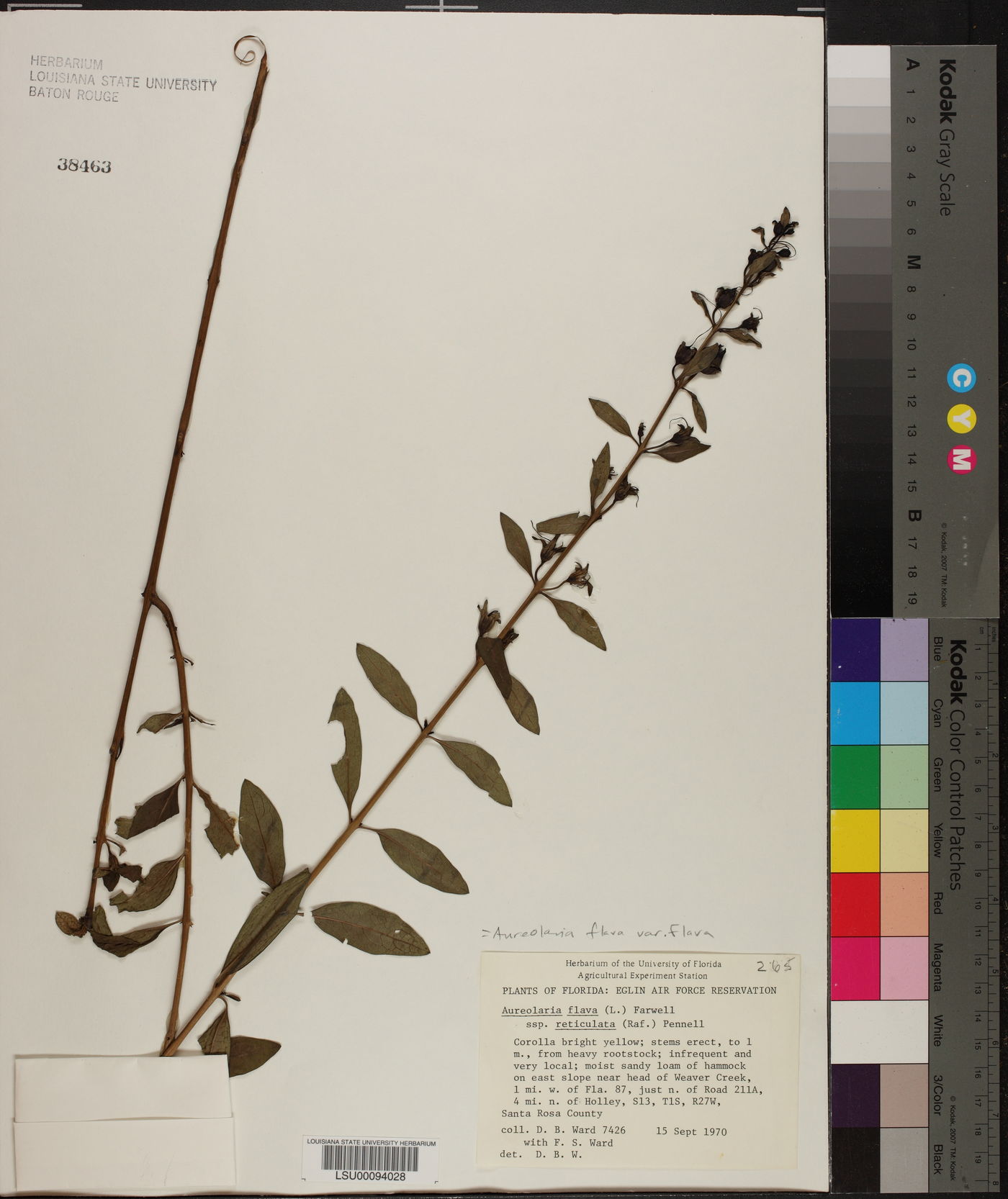 Aureolaria flava var. flava image