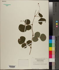 Desmodium rotundifolium image