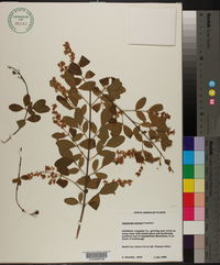 Ligustrum sinense image