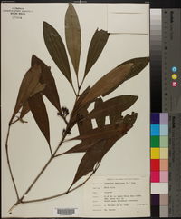 Osmanthus americanus image