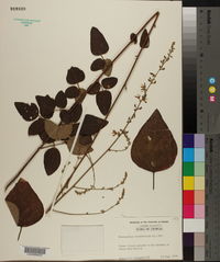 Desmodium viridiflorum image