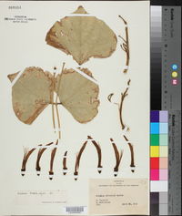 Image of Erythrina macrophylla