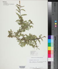 Eysenhardtia texana image