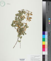 Goodia lotifolia image