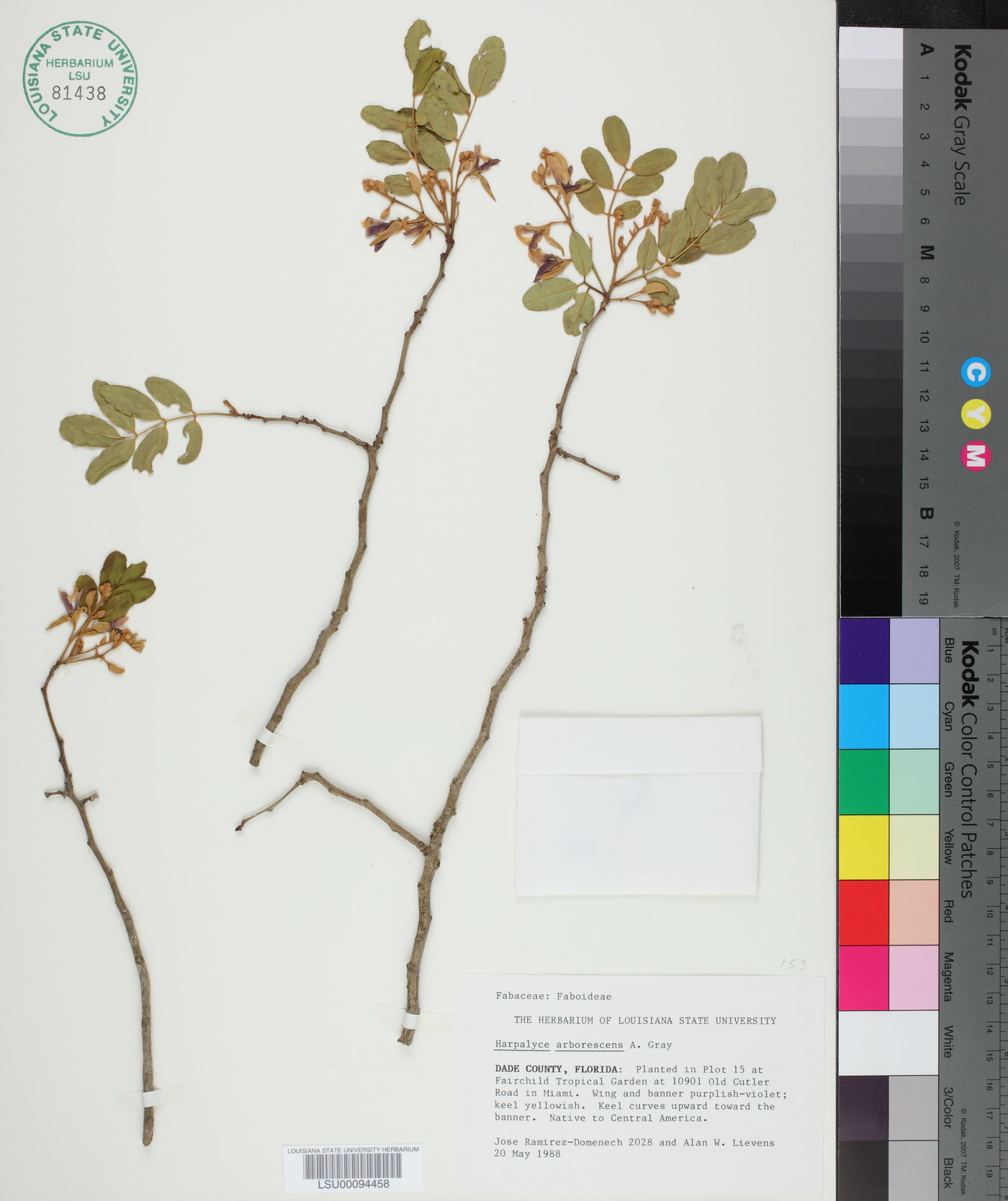 Harpalyce arborescens image