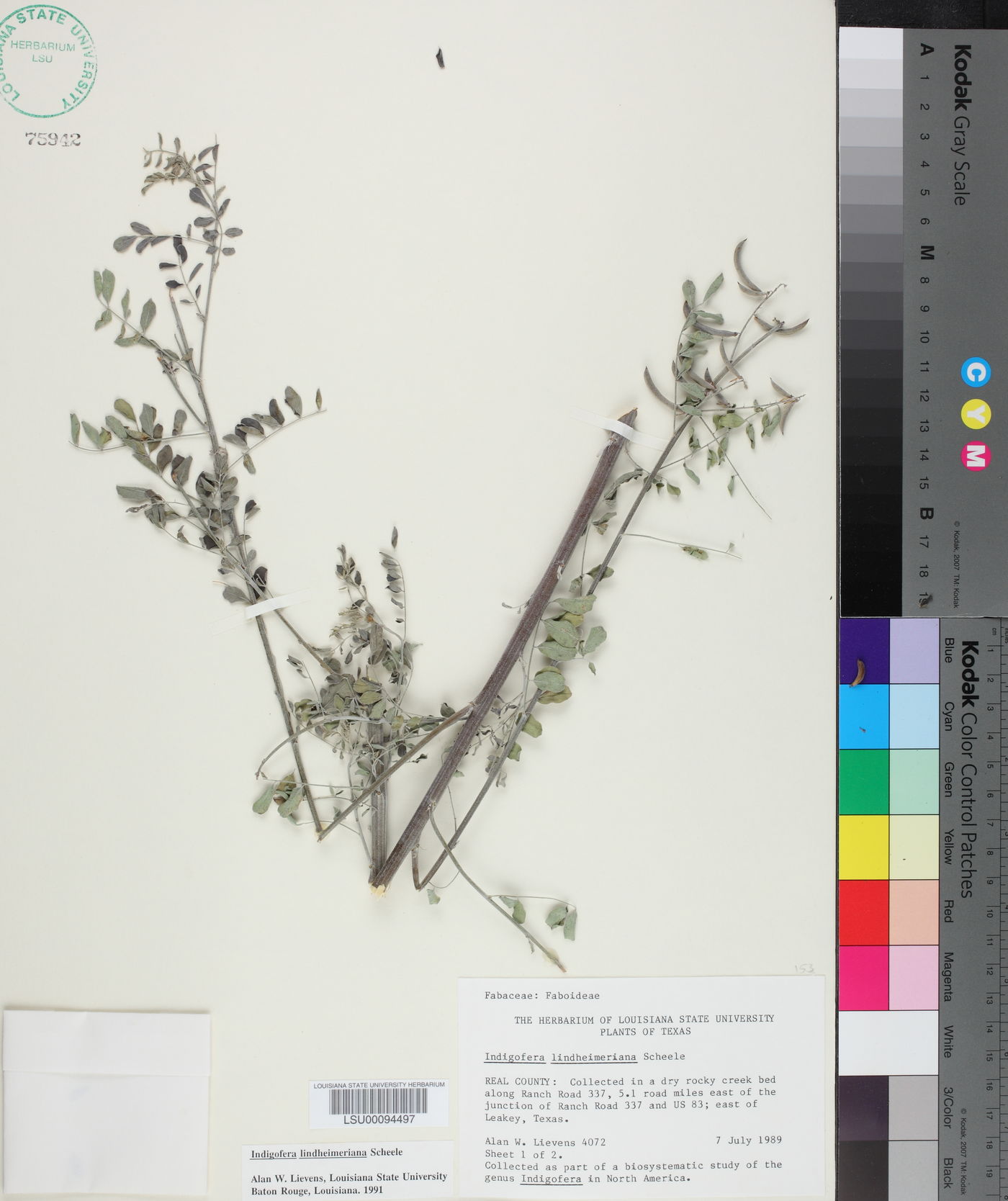 Indigofera lindheimeriana image