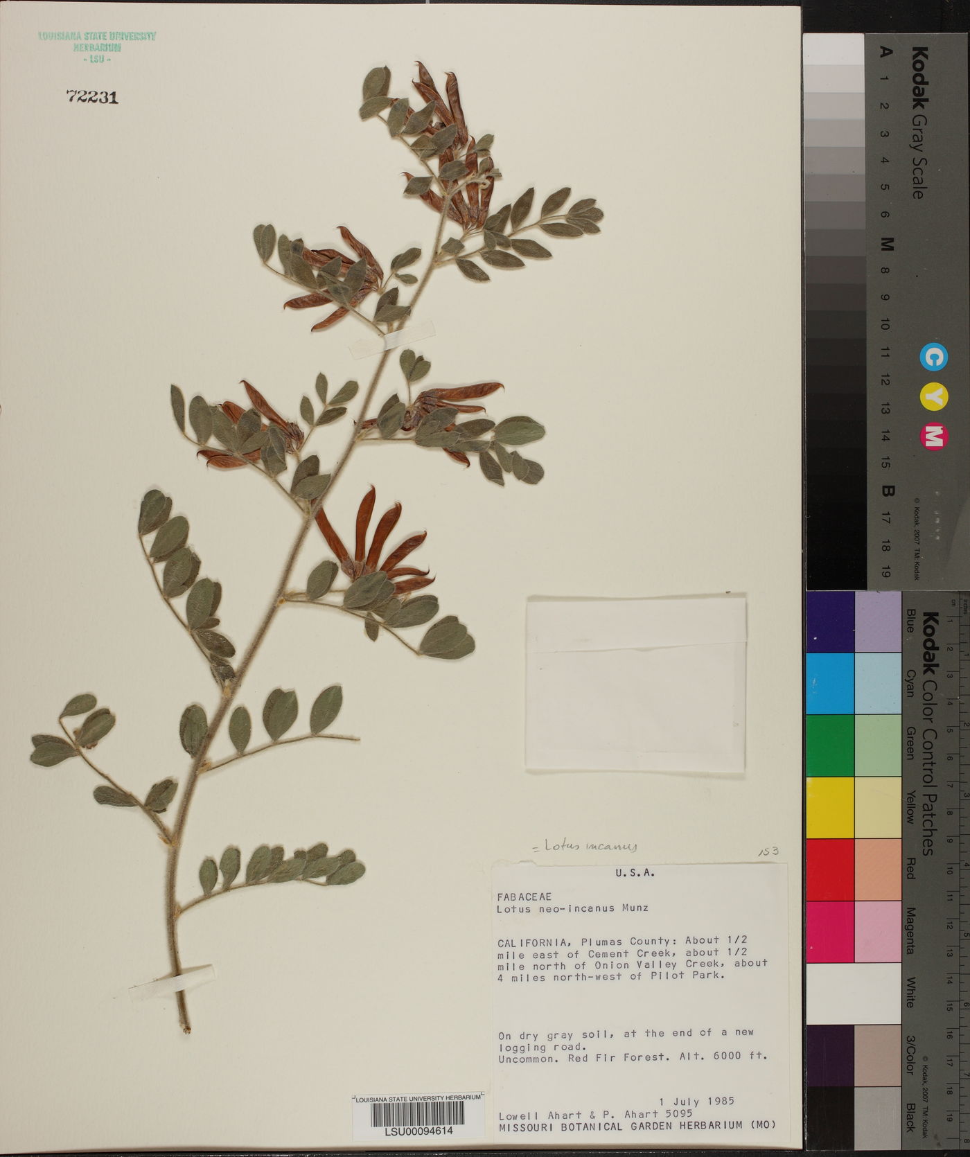 Lotus incanus image