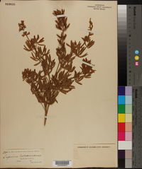 Lupinus holosericeus image