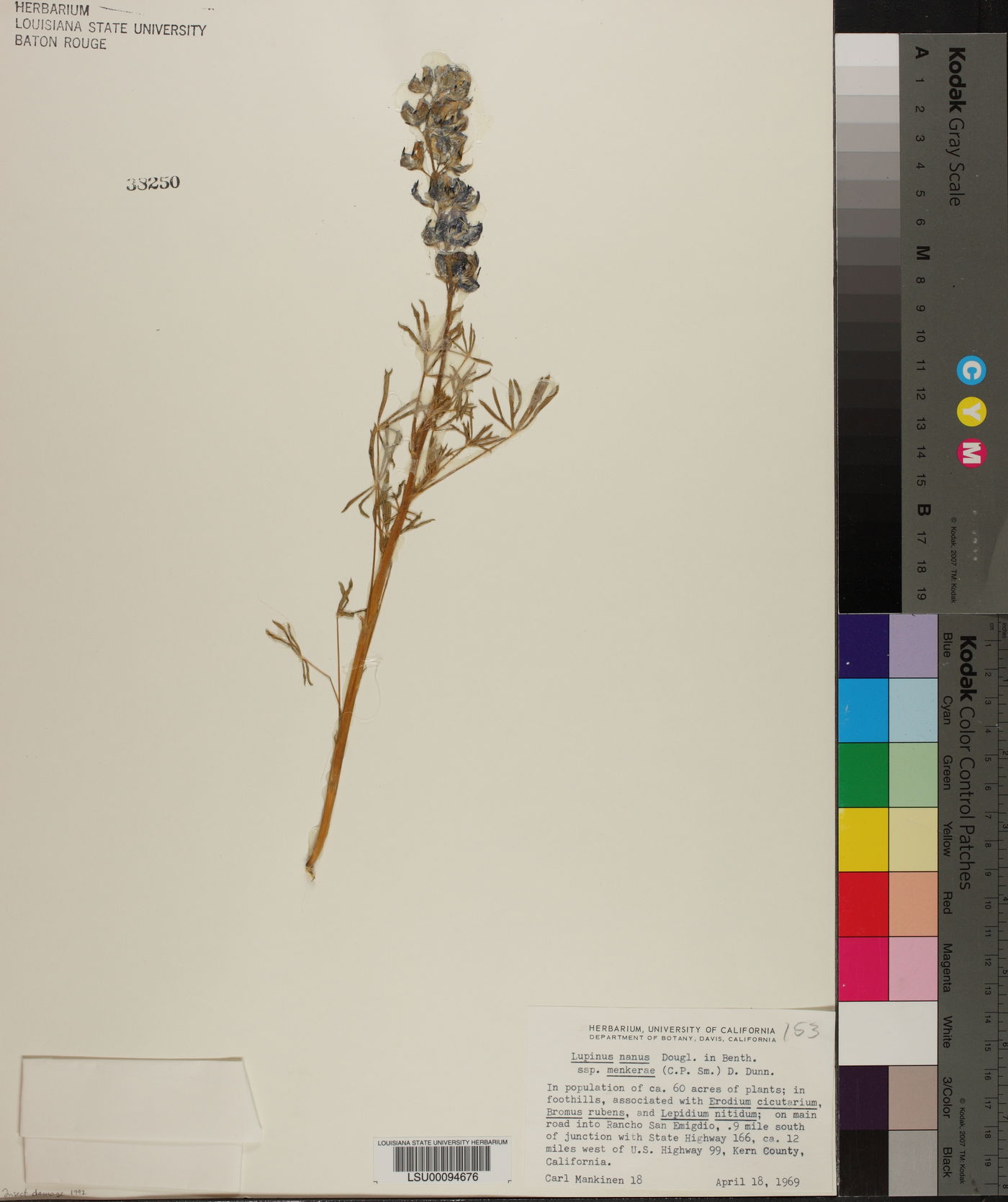 Lupinus nanus subsp. menkerae image