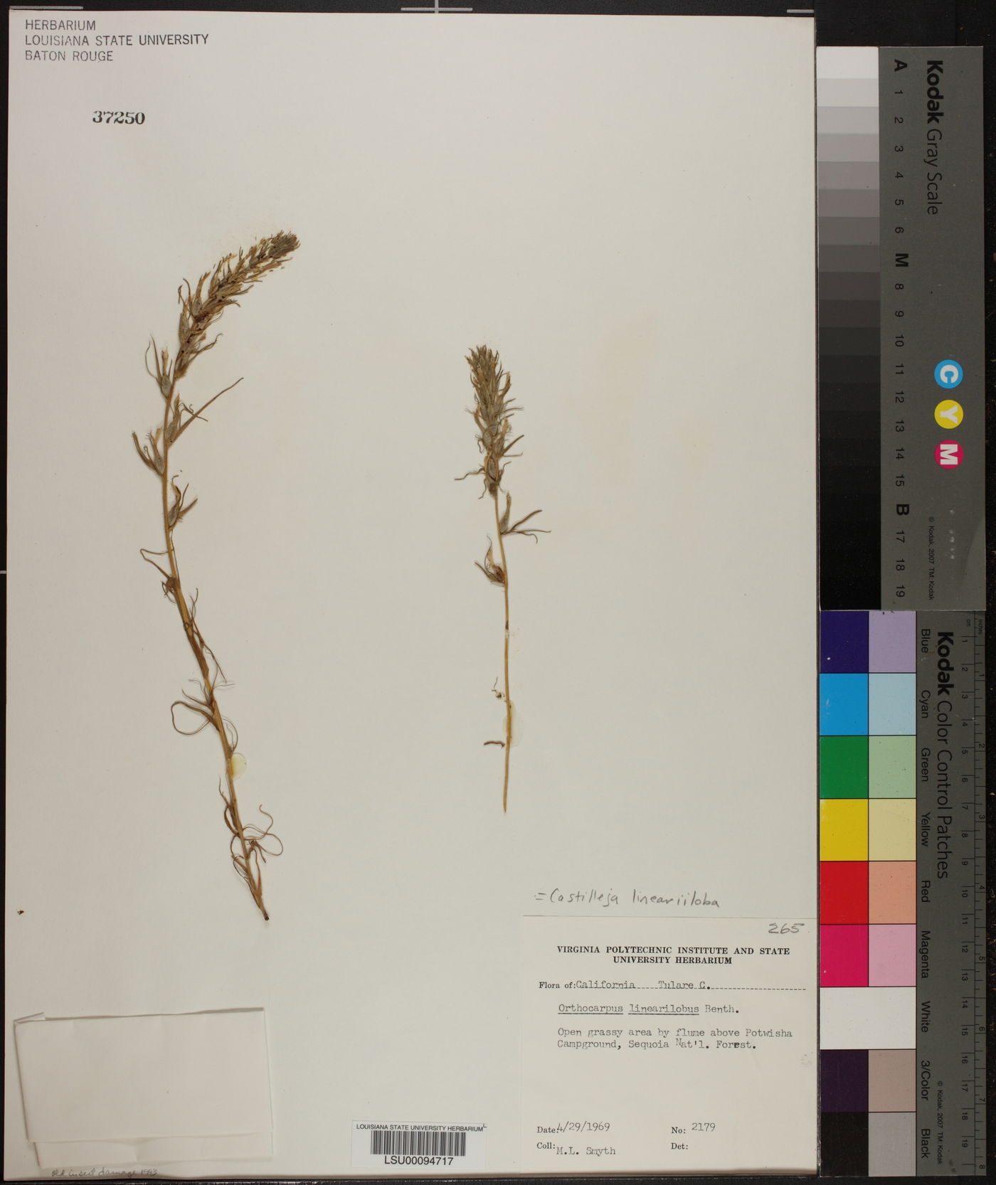 Castilleja lineariiloba image
