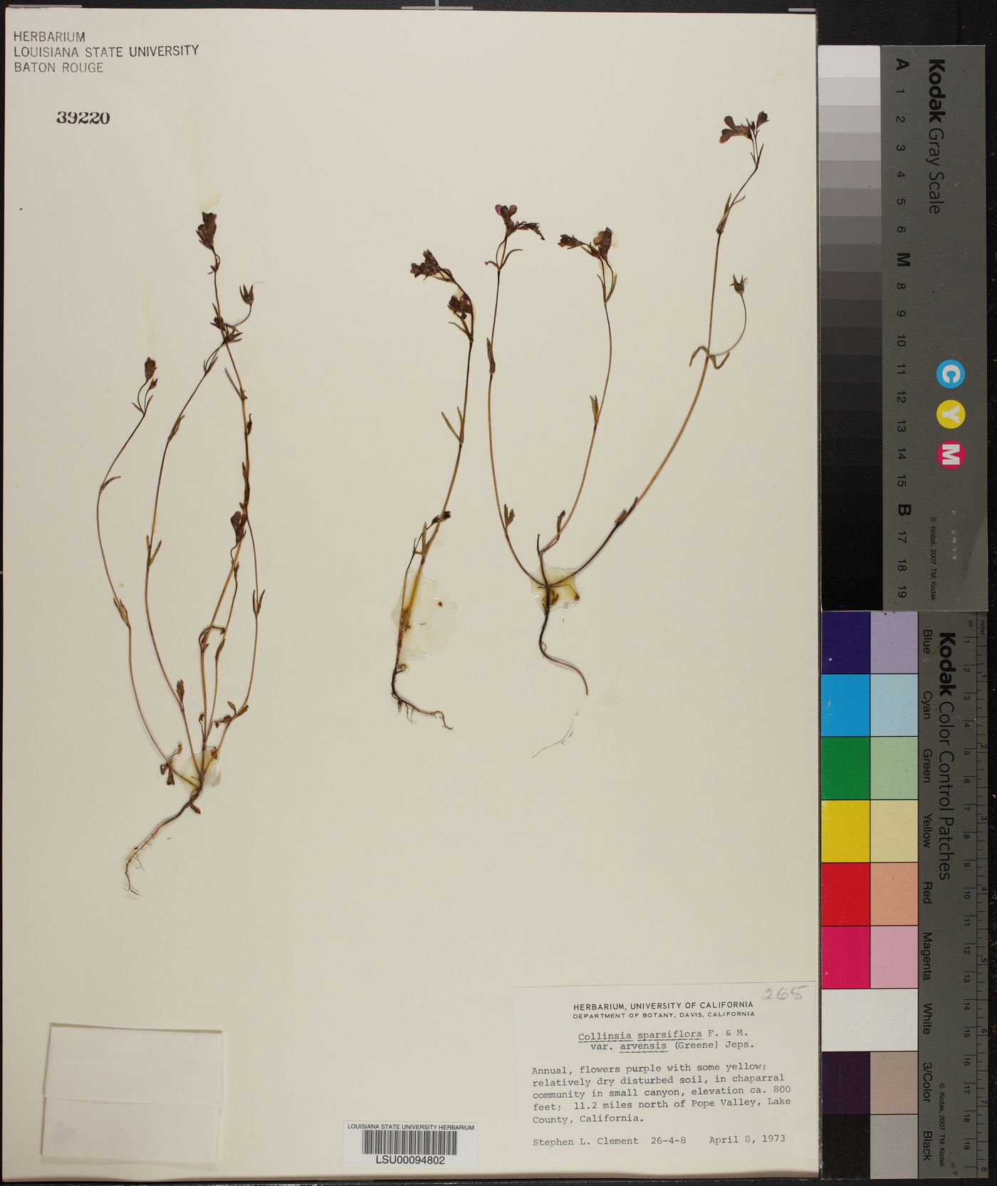 Collinsia sparsiflora var. arvensis image