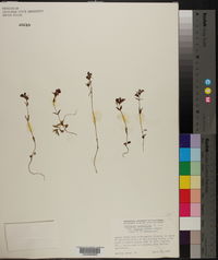 Collinsia sparsiflora var. bruceae image