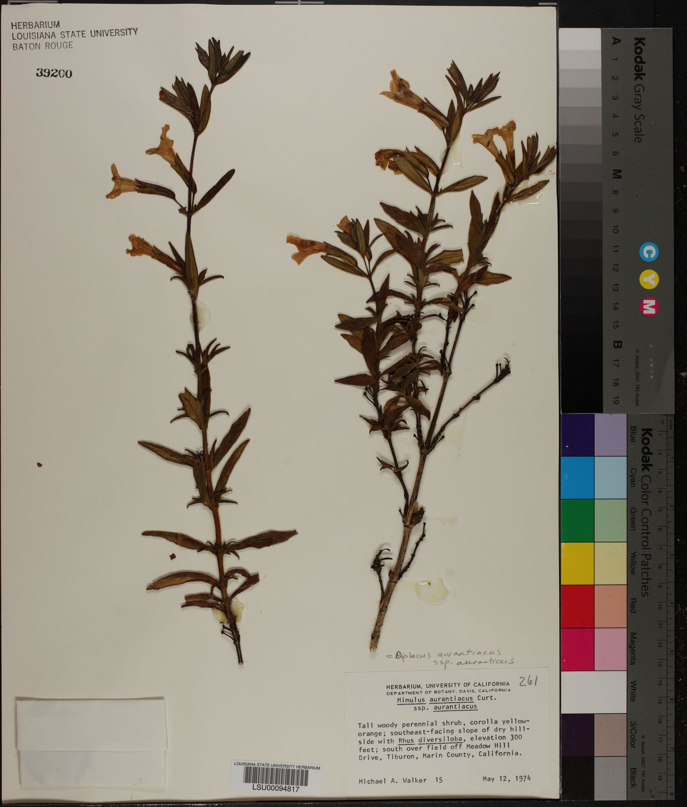 Diplacus aurantiacus subsp. aurantiacus image