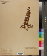 Lupinus parviflorus image