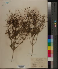 Mecardonia acuminata image