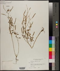 Melilotus indicus image