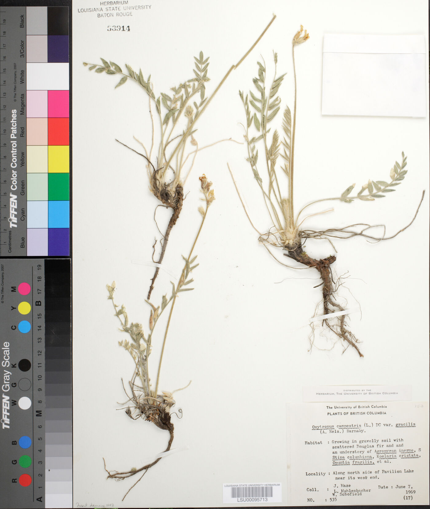 Oxytropis monticola image