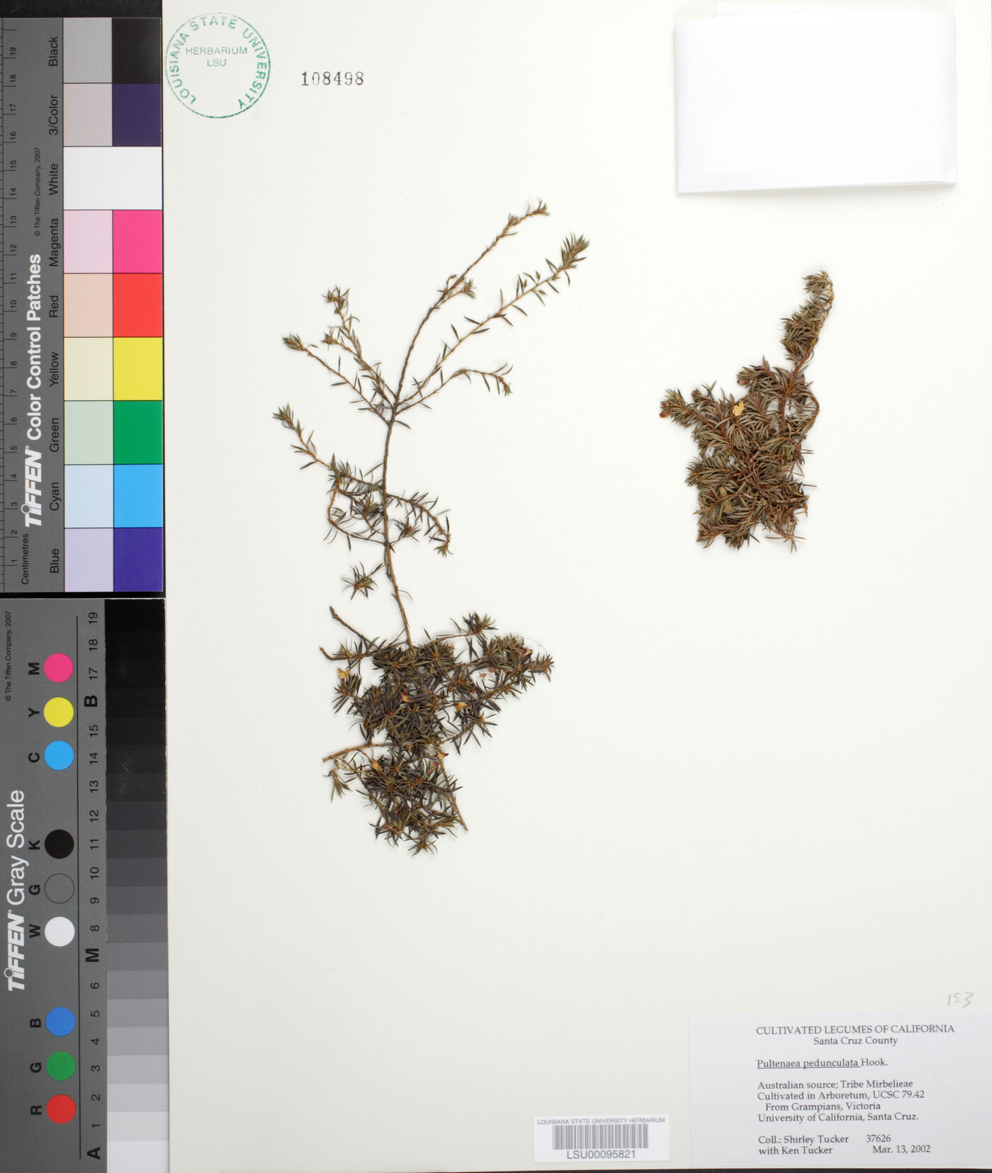 Pultenaea pedunculata image