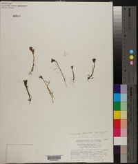 Castilleja densiflora var. gracilis image