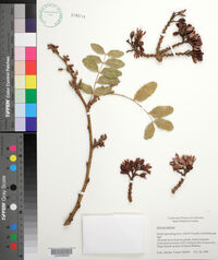 Schotia latifolia image