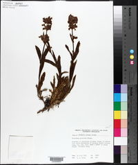 Penstemon procerus image