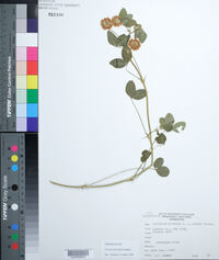 Trifolium hybridum image