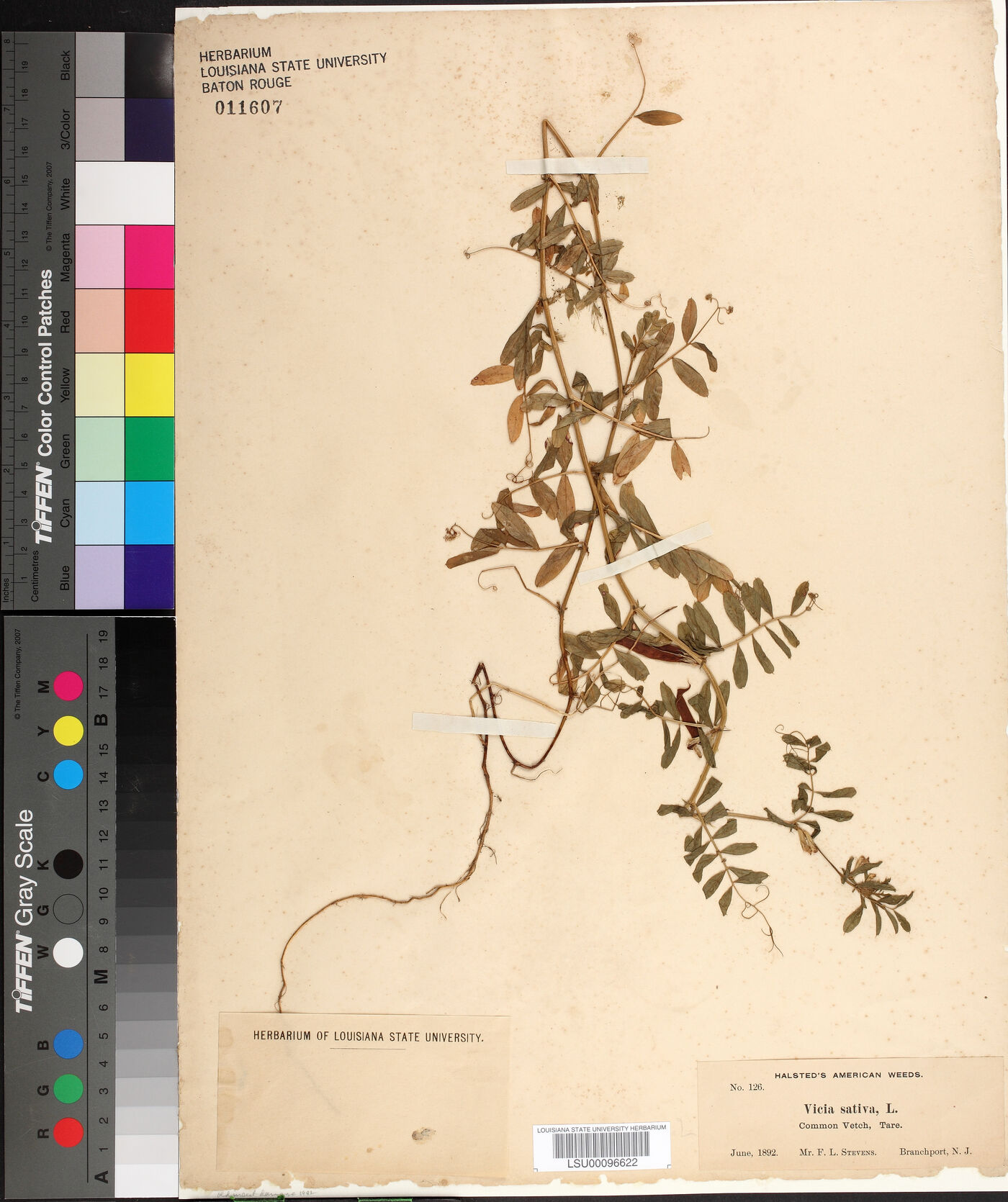Vicia sativa subsp. sativa image