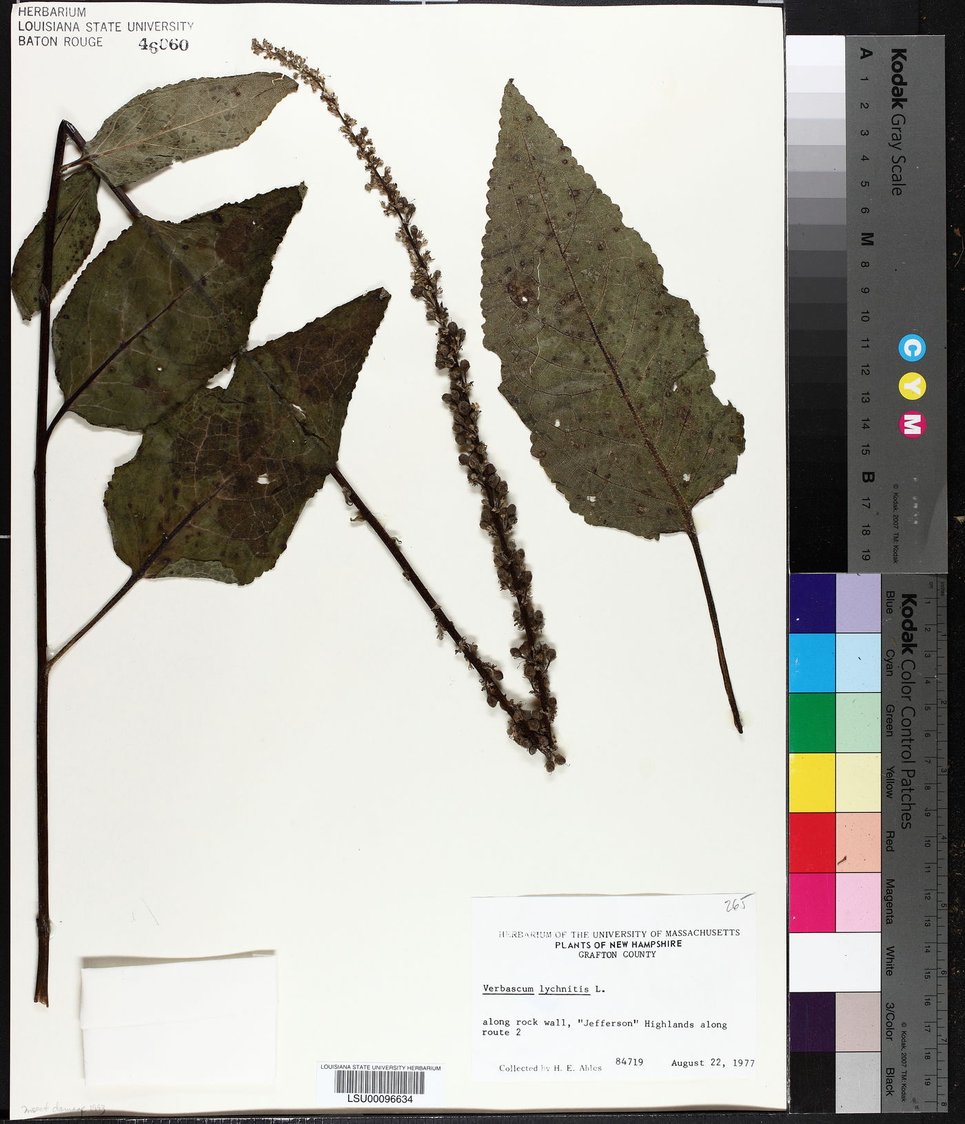 Verbascum lychnitis image