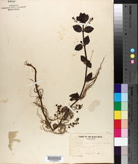 Veronica americana image