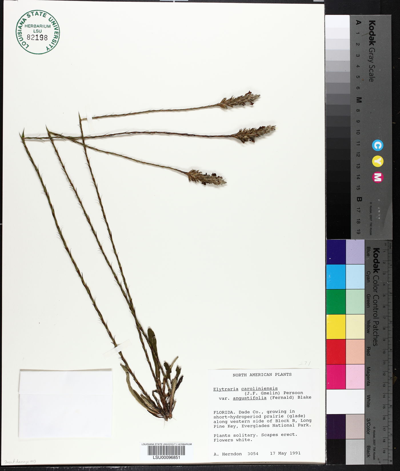 Elytraria caroliniensis var. angustifolia image