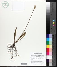 Elytraria caroliniensis var. angustifolia image