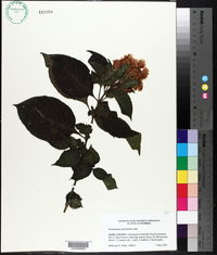 Eranthemum pulchellum image