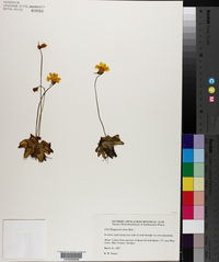 Pinguicula lutea image