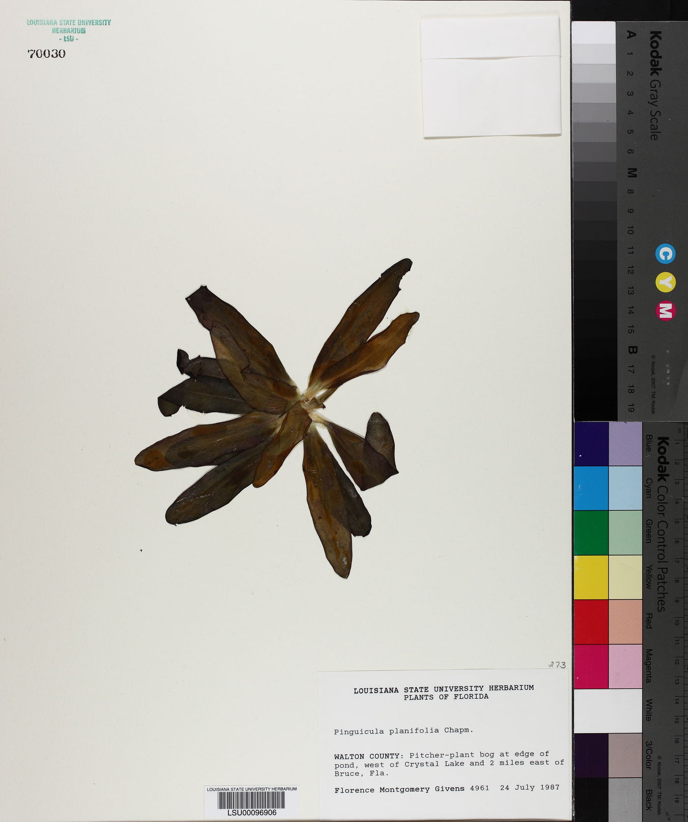 Pinguicula planifolia image