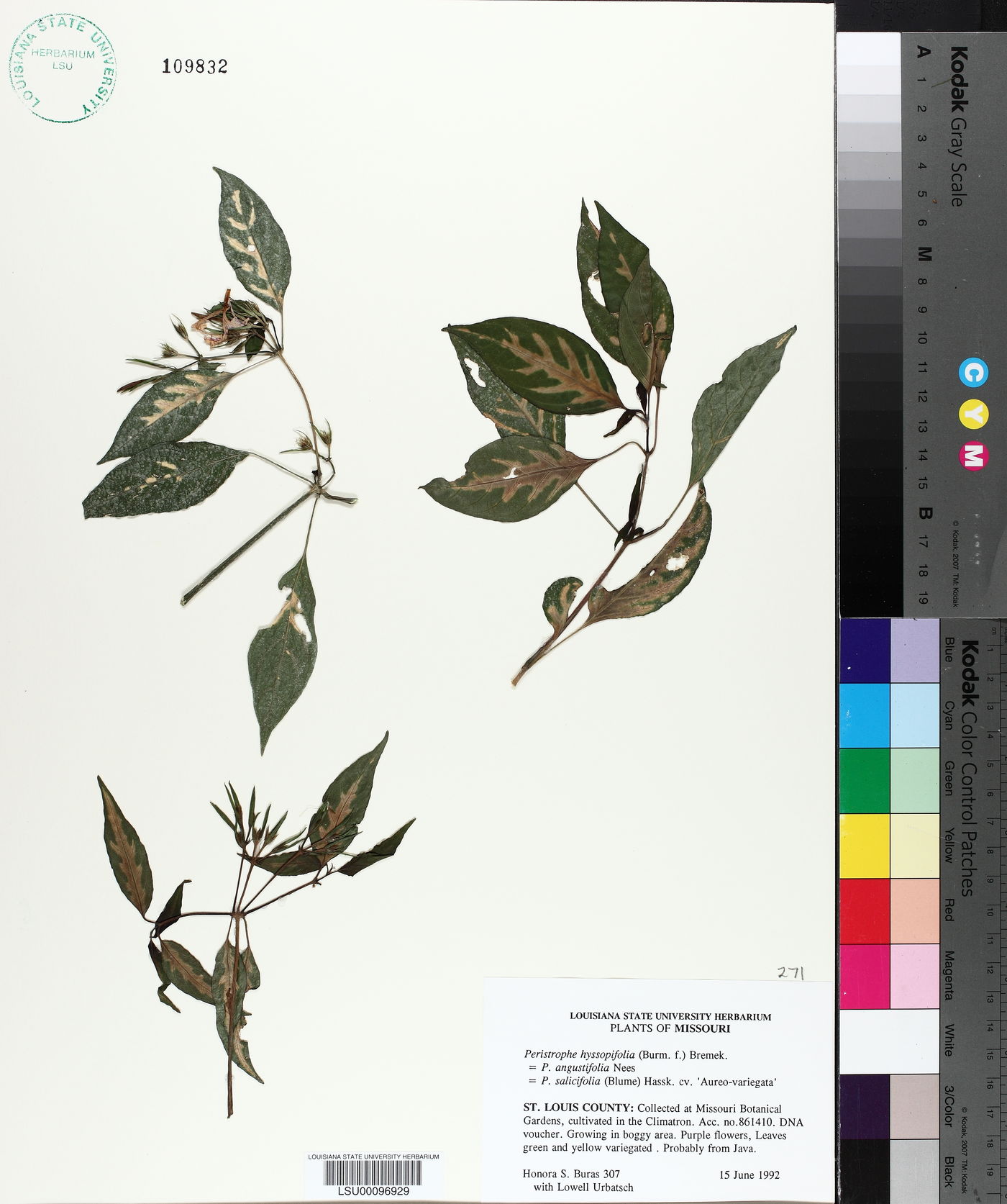 Peristrophe hyssopifolia image