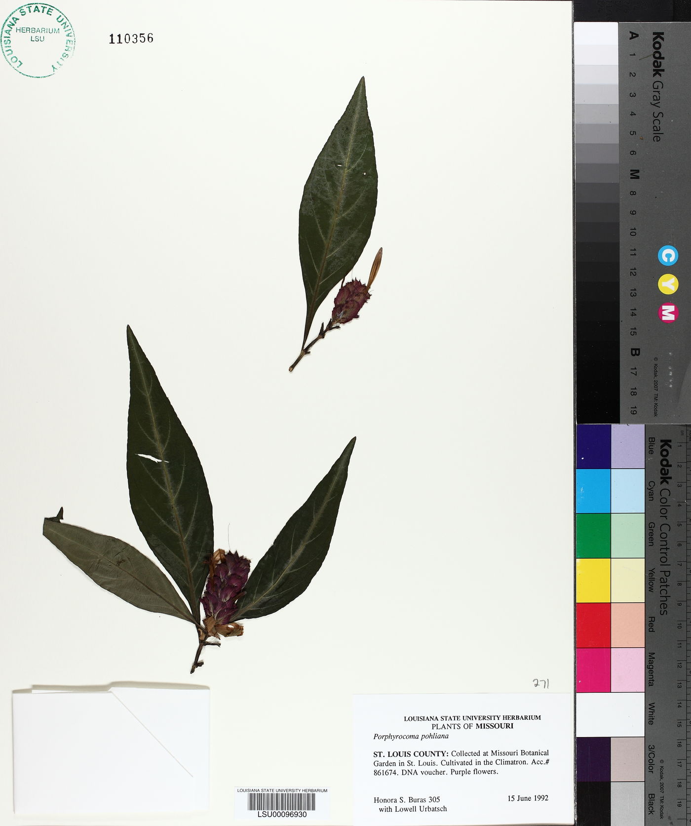 Porphyrocoma pohliana image