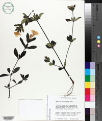 Ruellia succulenta image