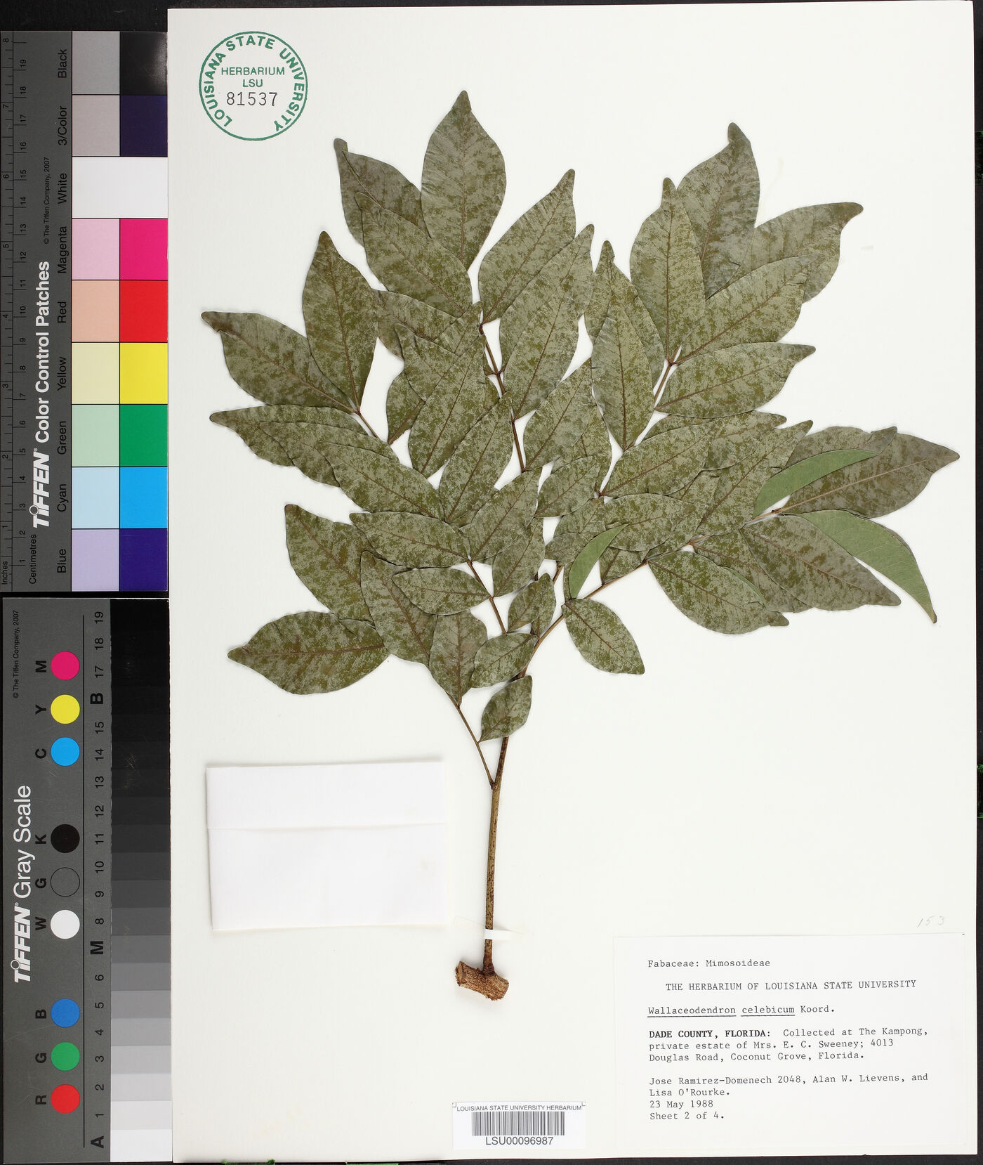 Wallaceodendron celebicum image