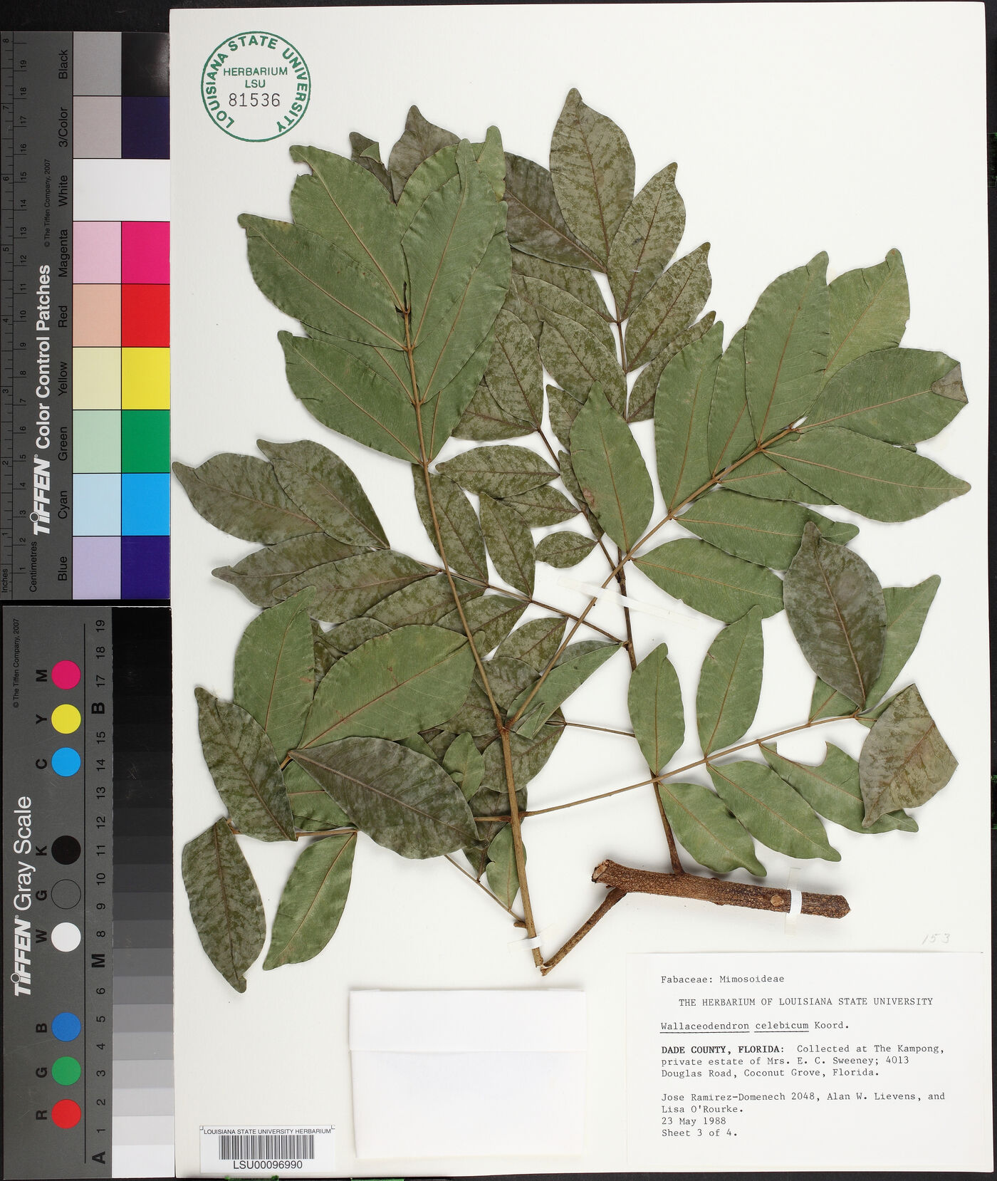 Wallaceodendron celebicum image