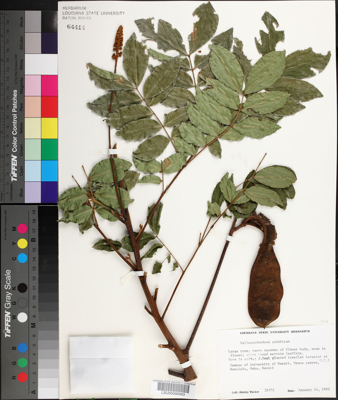 Wallaceodendron image