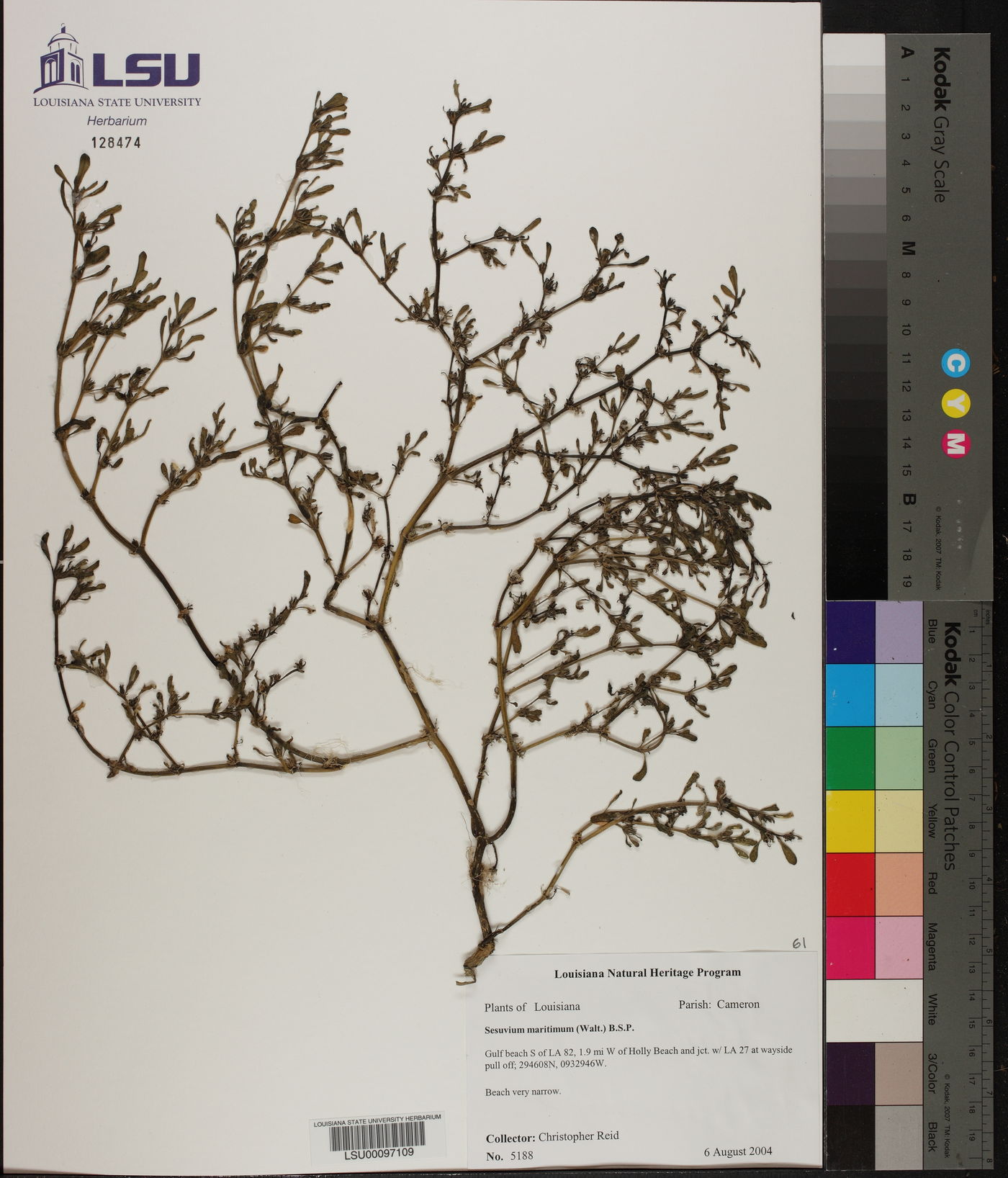 Sesuvium maritimum image