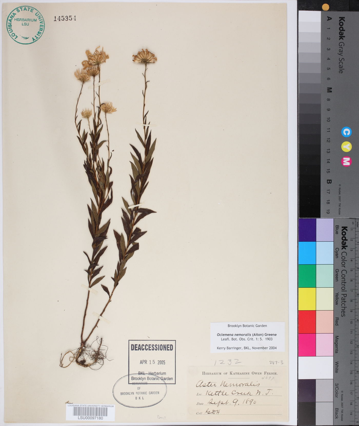Oclemena nemoralis image