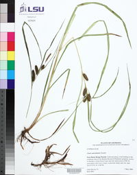 Carex aureolensis image